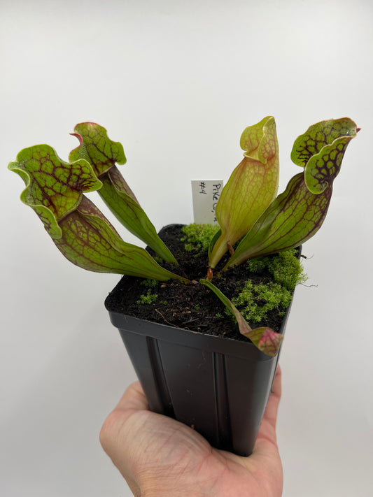 Sarracenia purpurea ssp. purpurea (Pike County, PA) - *Rare* - Seed Grown #4