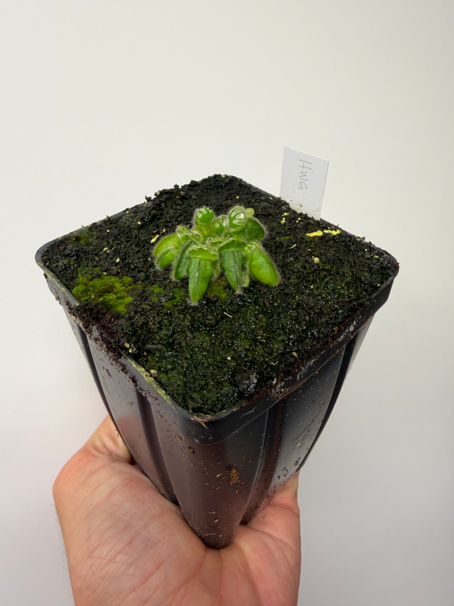 Cephalotus follicularis “Harald Weiner Giant” (aka True Giant) - *Rare*