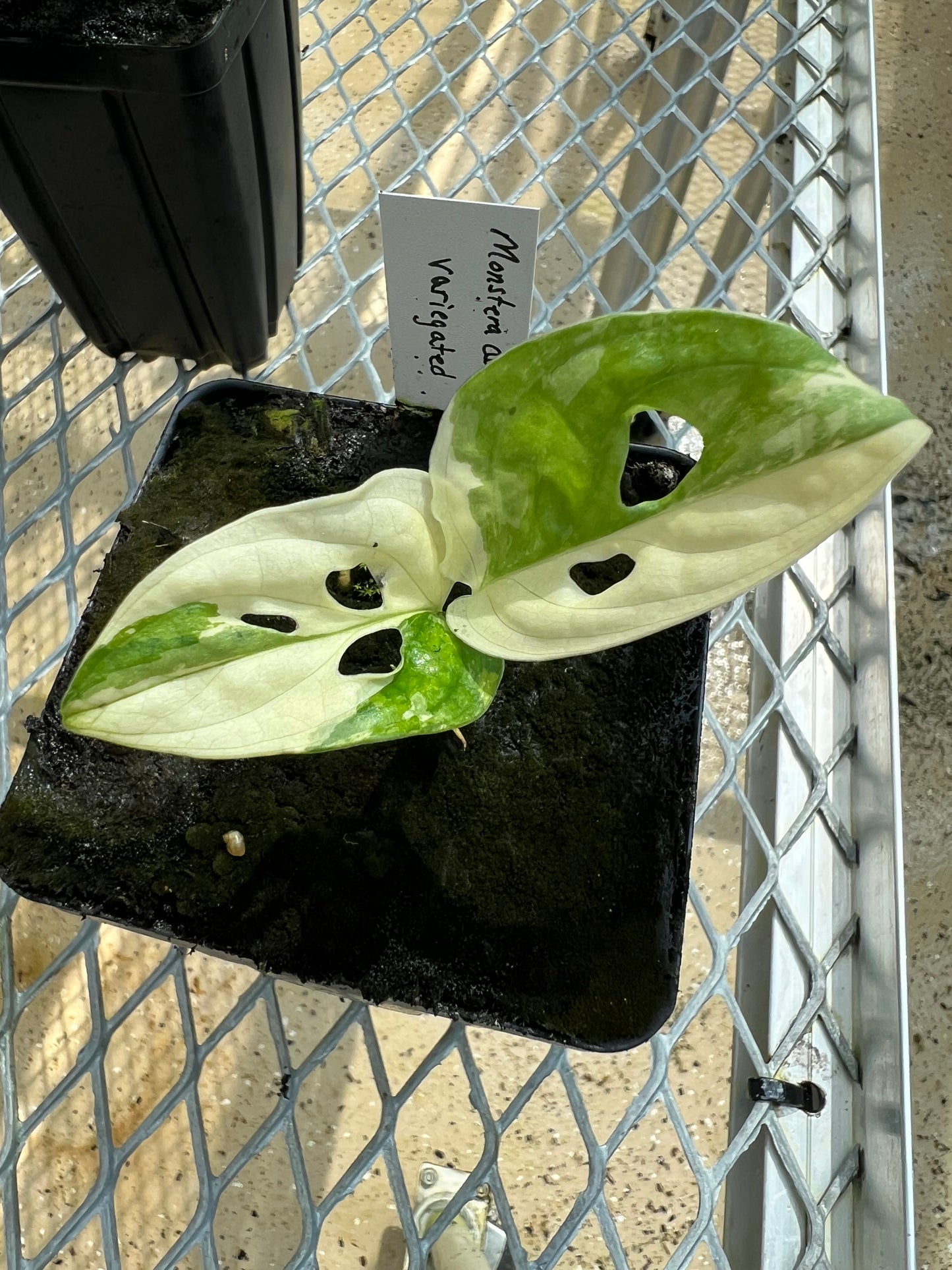 Monstera adansonii “Tricolor” LC