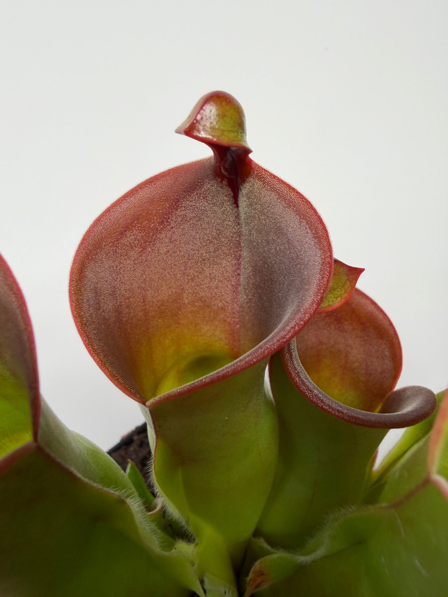 Heliamphora heterodoxa x minor