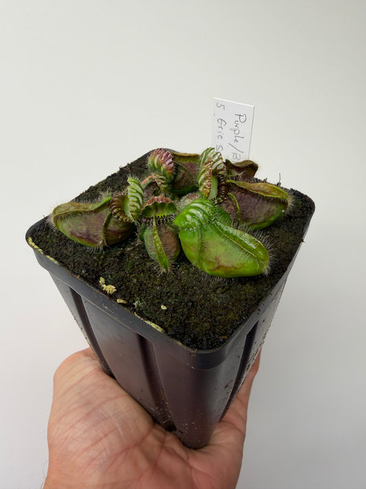 Cephalotus follicularis “Purple/Black” - Eric Smooth #5