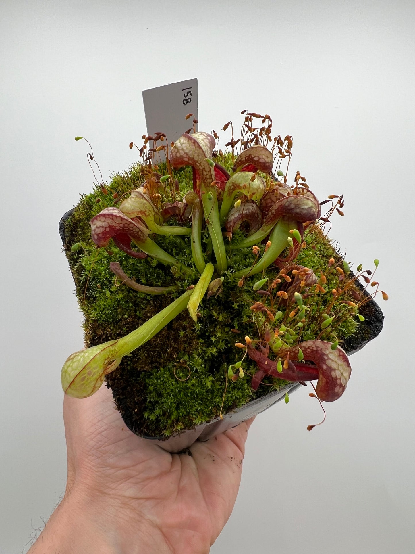 Darlingtonia californica (Cobra Pitcher Plant) - Seed Grown #158