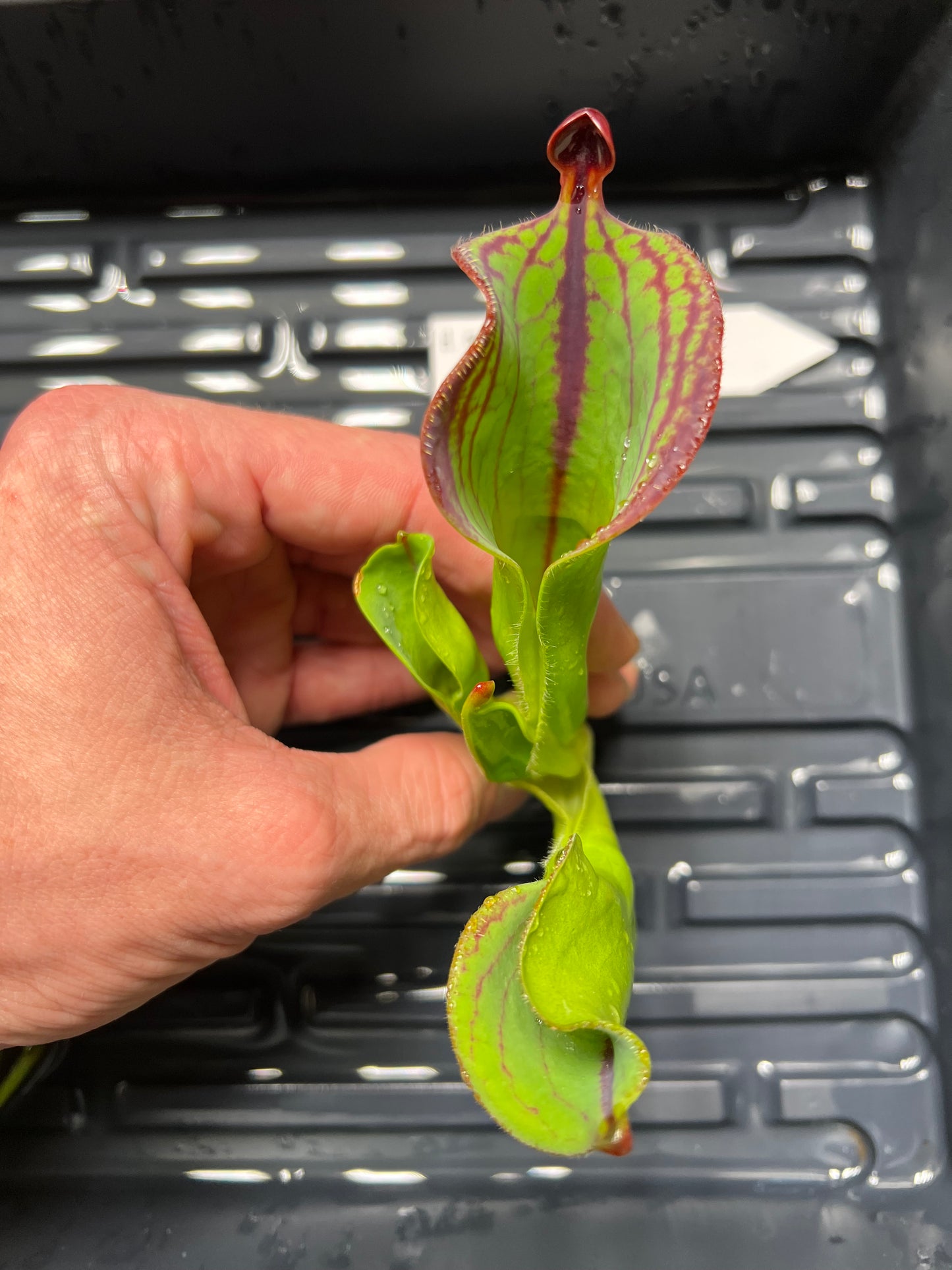 Heliamphora macdonaldae AW01 - Fresh Division - *Rare*