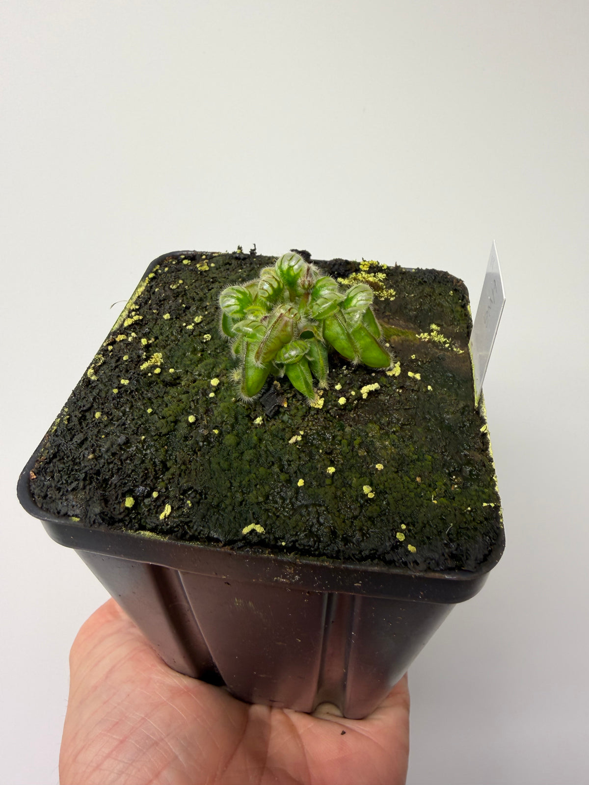 Cephalotus follicularis “Harald Weiner Giant” (aka True Giant) #2 - *Rare*