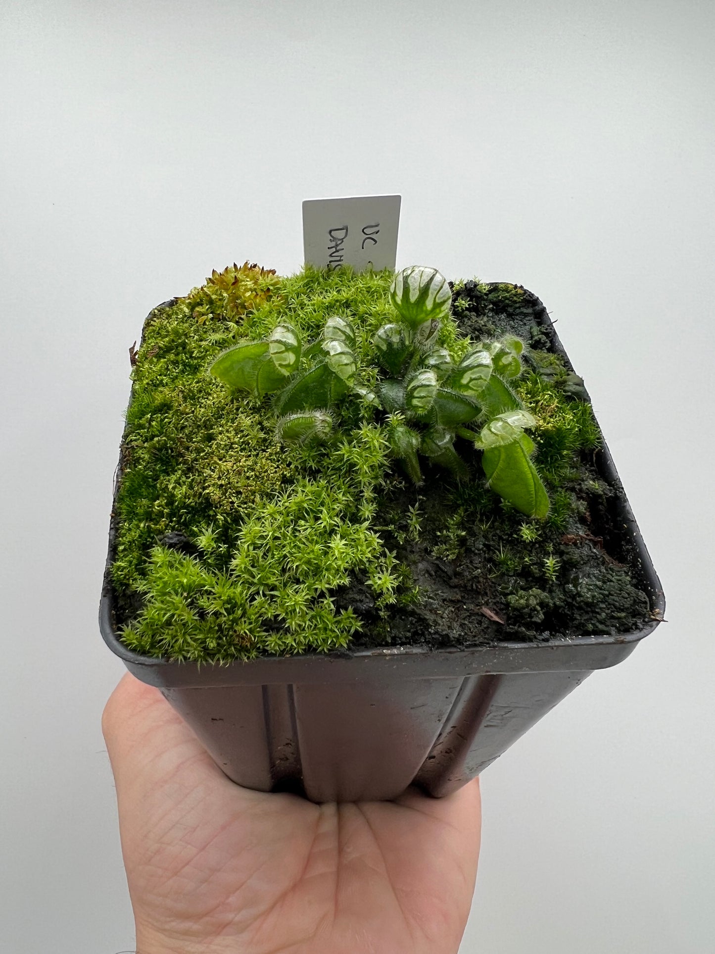 Cephalotus follicularis “UC Davis”