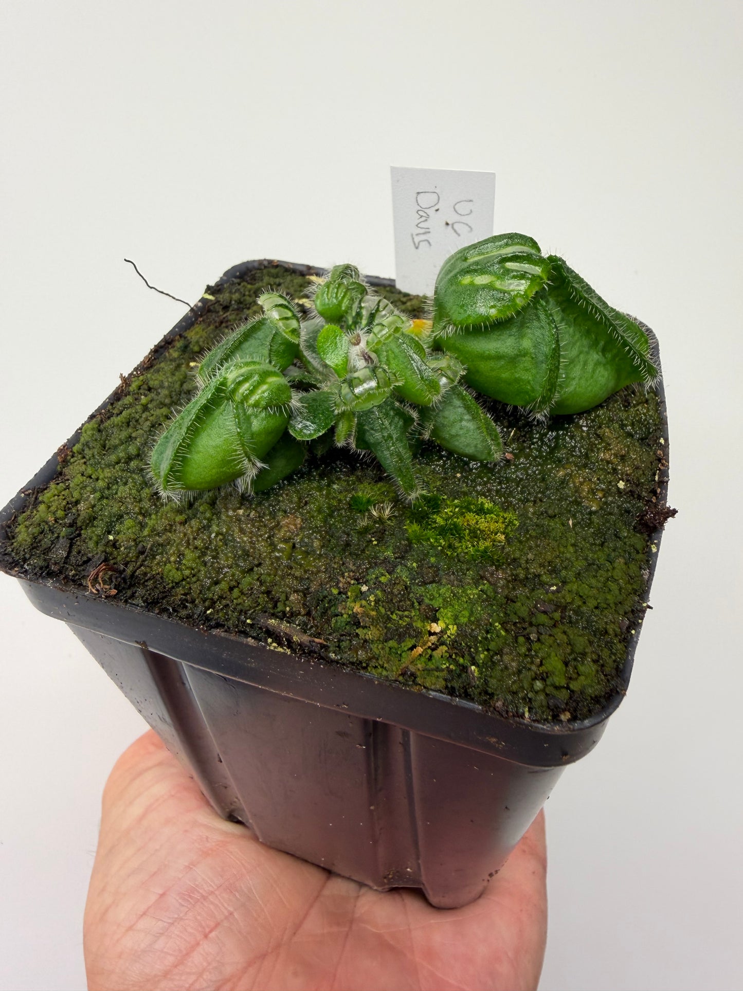 Cephalotus follicularis “UC Davis”