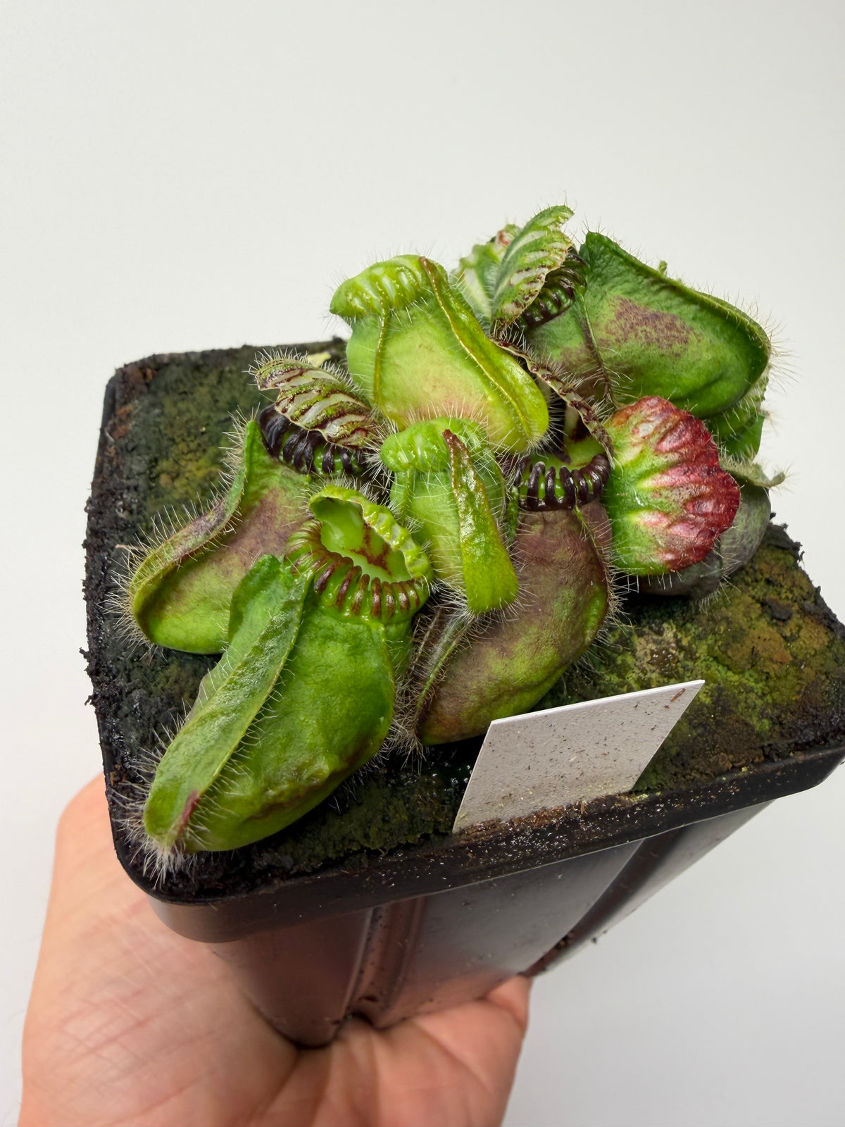 Cephalotus follicularis “Broke Inlet” #7