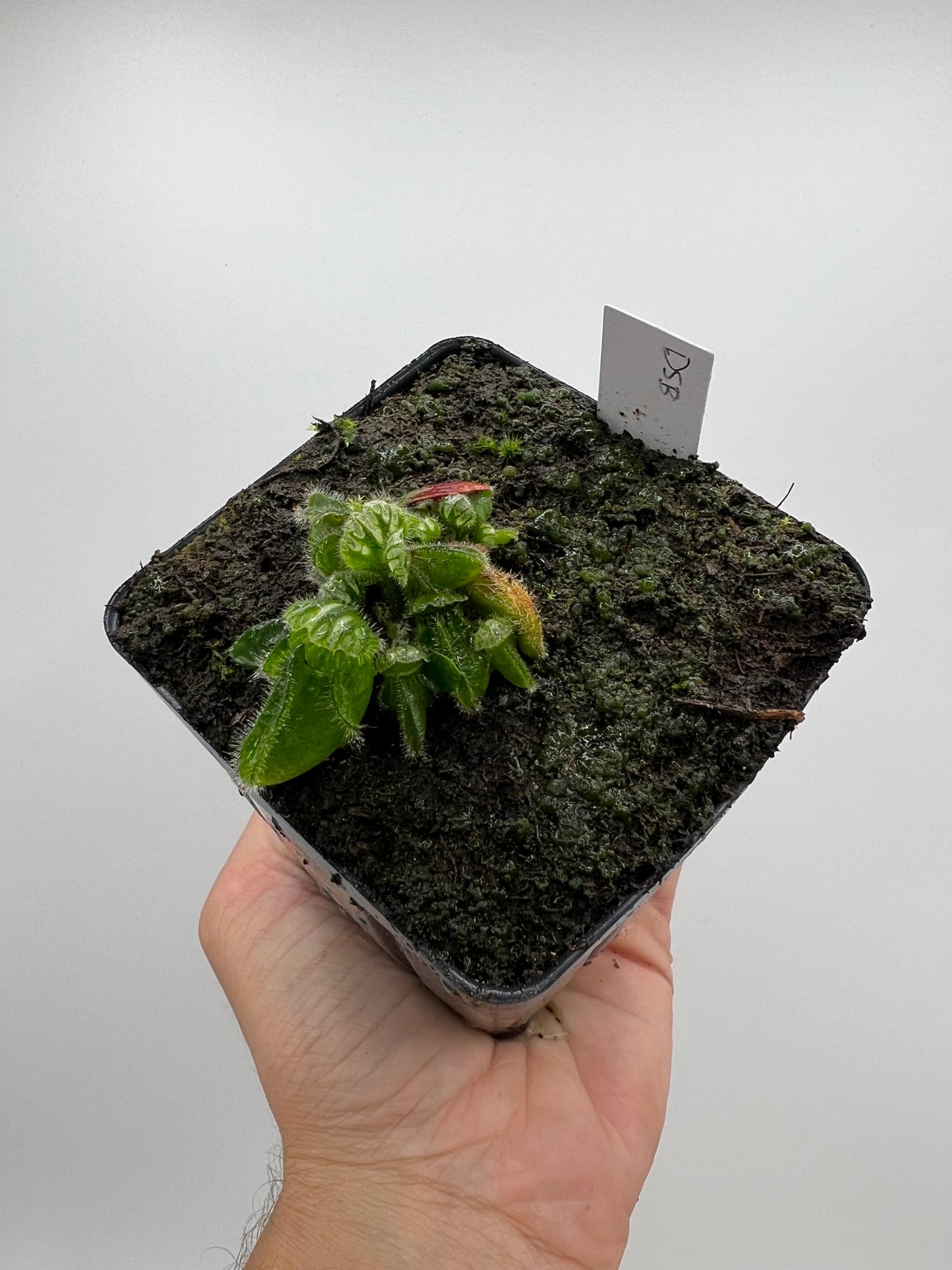 Cephalotus follicularis “David Švarc Black”