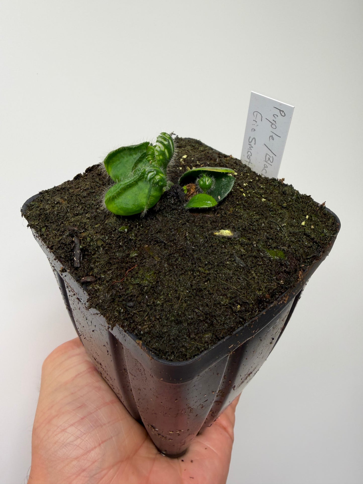 Cephalotus follicularis “Purple/Black” - Eric Smooth