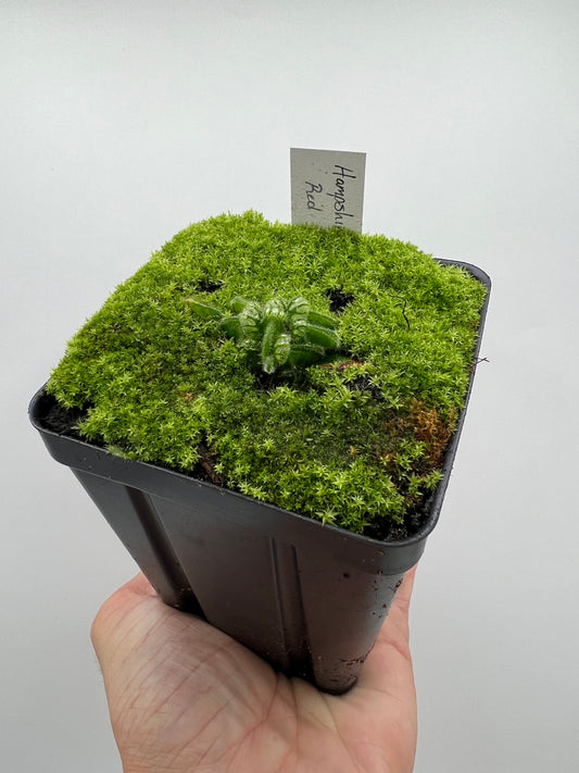 Cephalotus follicularis “Hampshire Red”