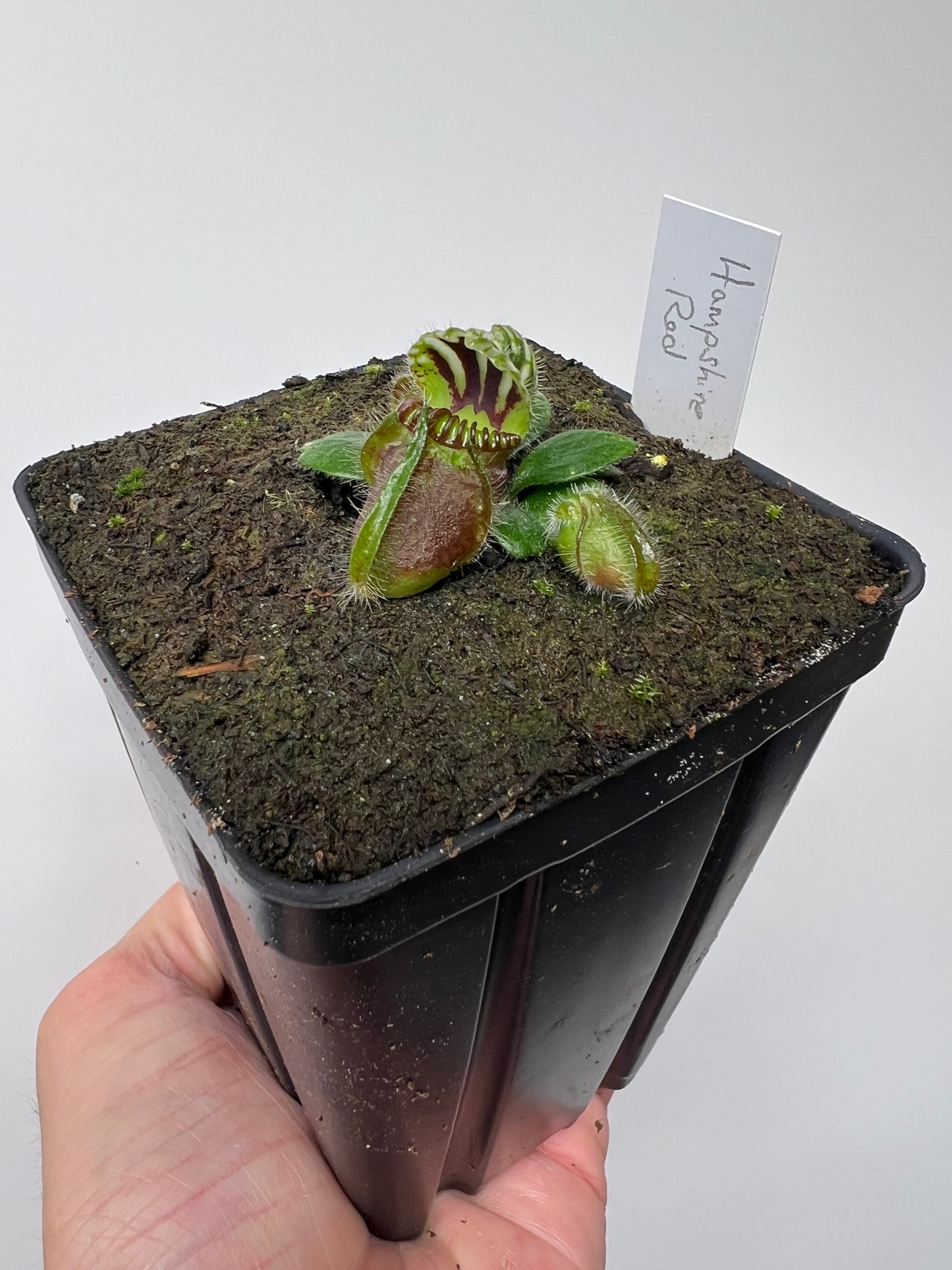 Cephalotus follicularis “Hampshire Red”