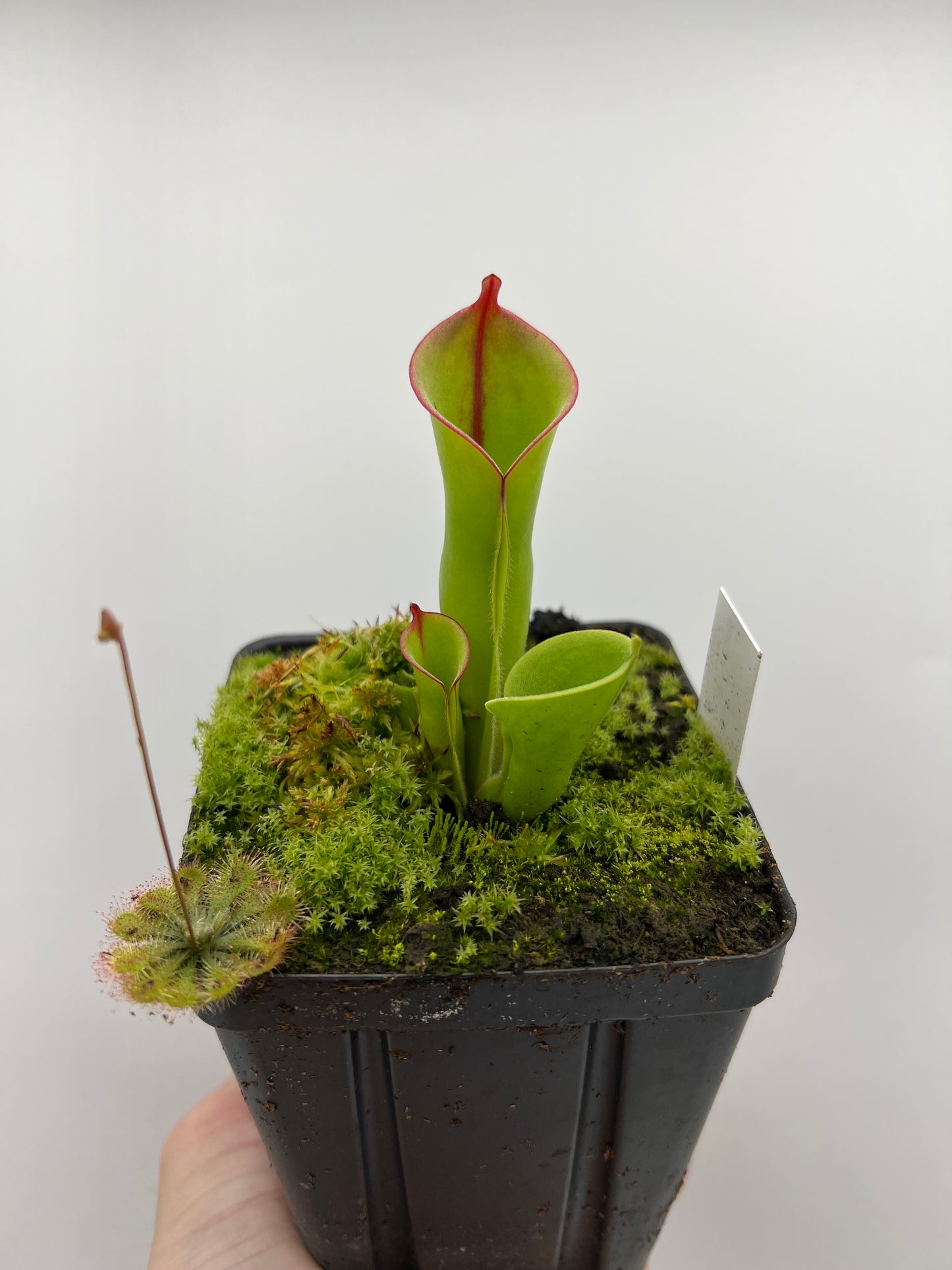 Heliamphora heterodoxa x minor