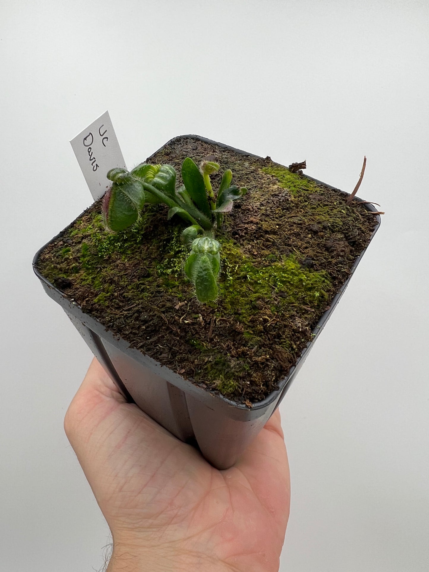 Cephalotus follicularis “UC Davis”