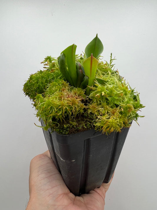 Heliamphora ciliata