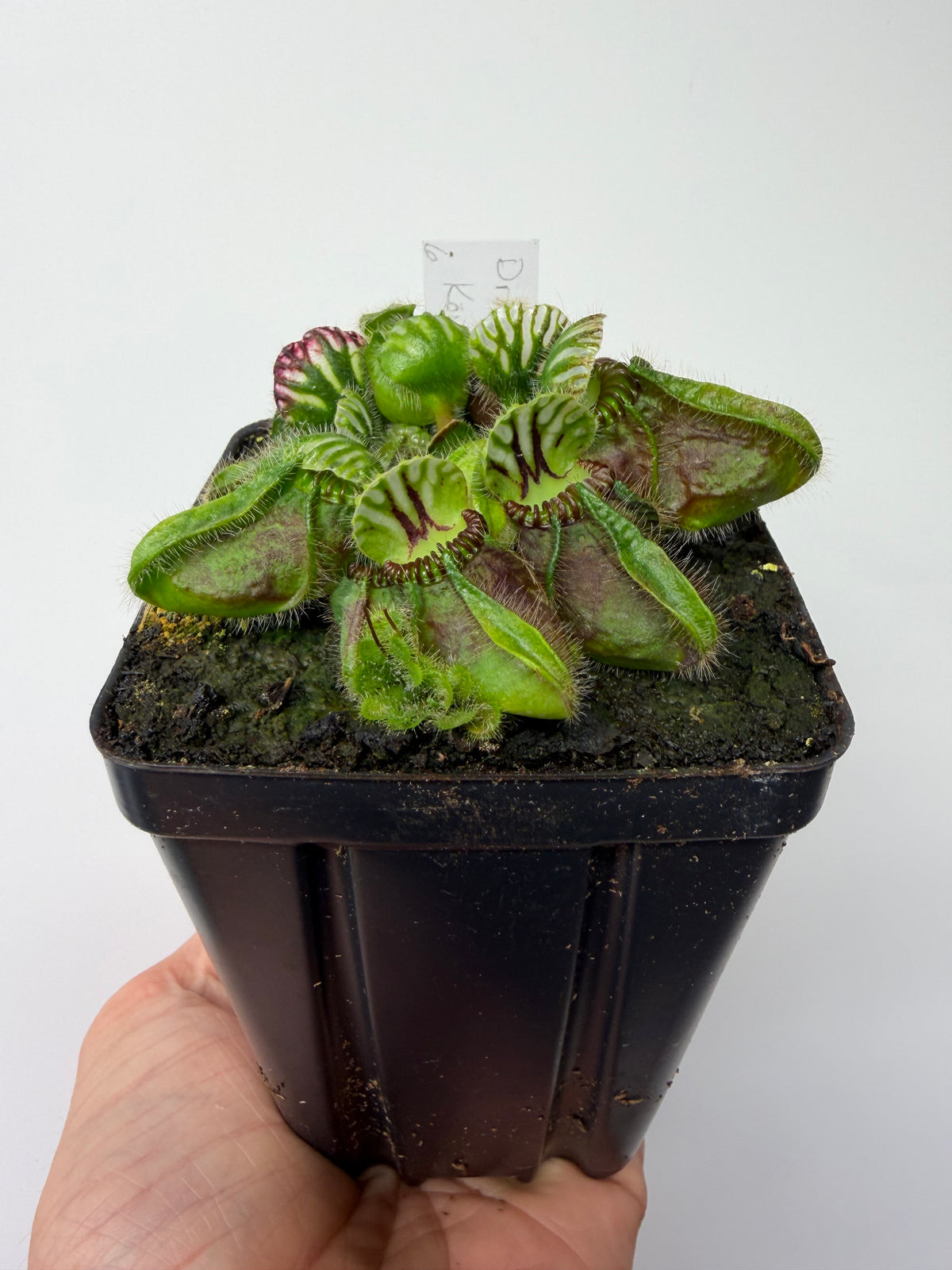 Cephalotus follicularis “Dr. Eberhard König” #6