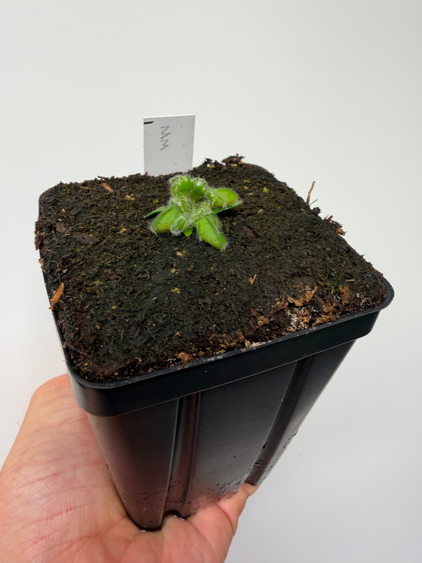 Cephalotus follicularis “Mighty Midget” - *Rare* (1)