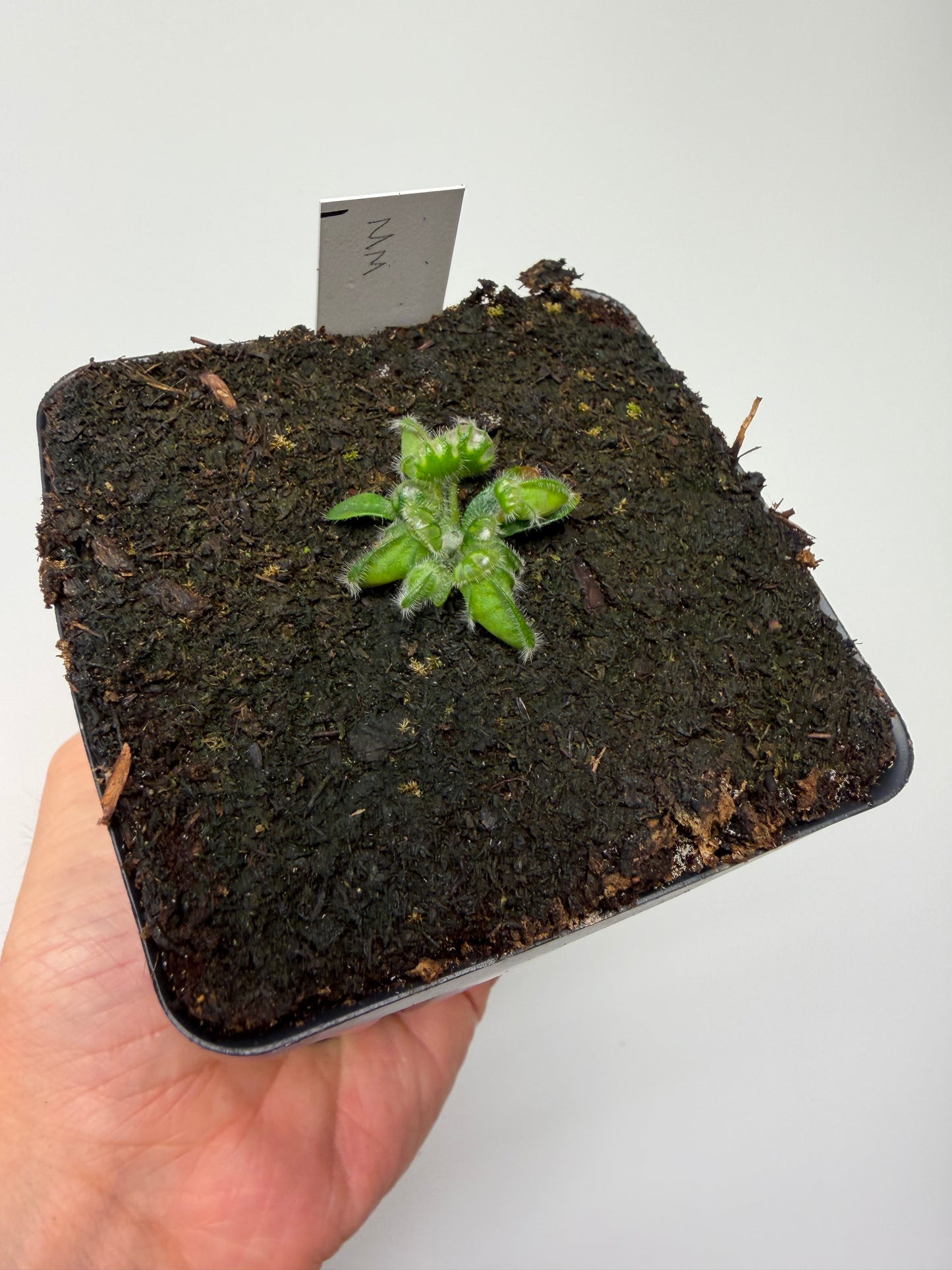 Cephalotus follicularis “Mighty Midget” - *Rare* (1)