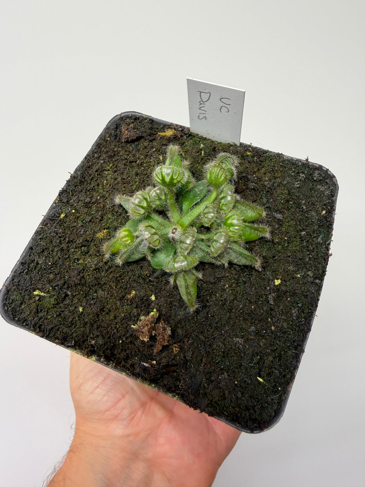 Cephalotus follicularis “UC Davis”