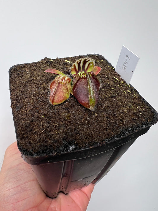 Cephalotus follicularis “David Švarc Black” - *Rare*