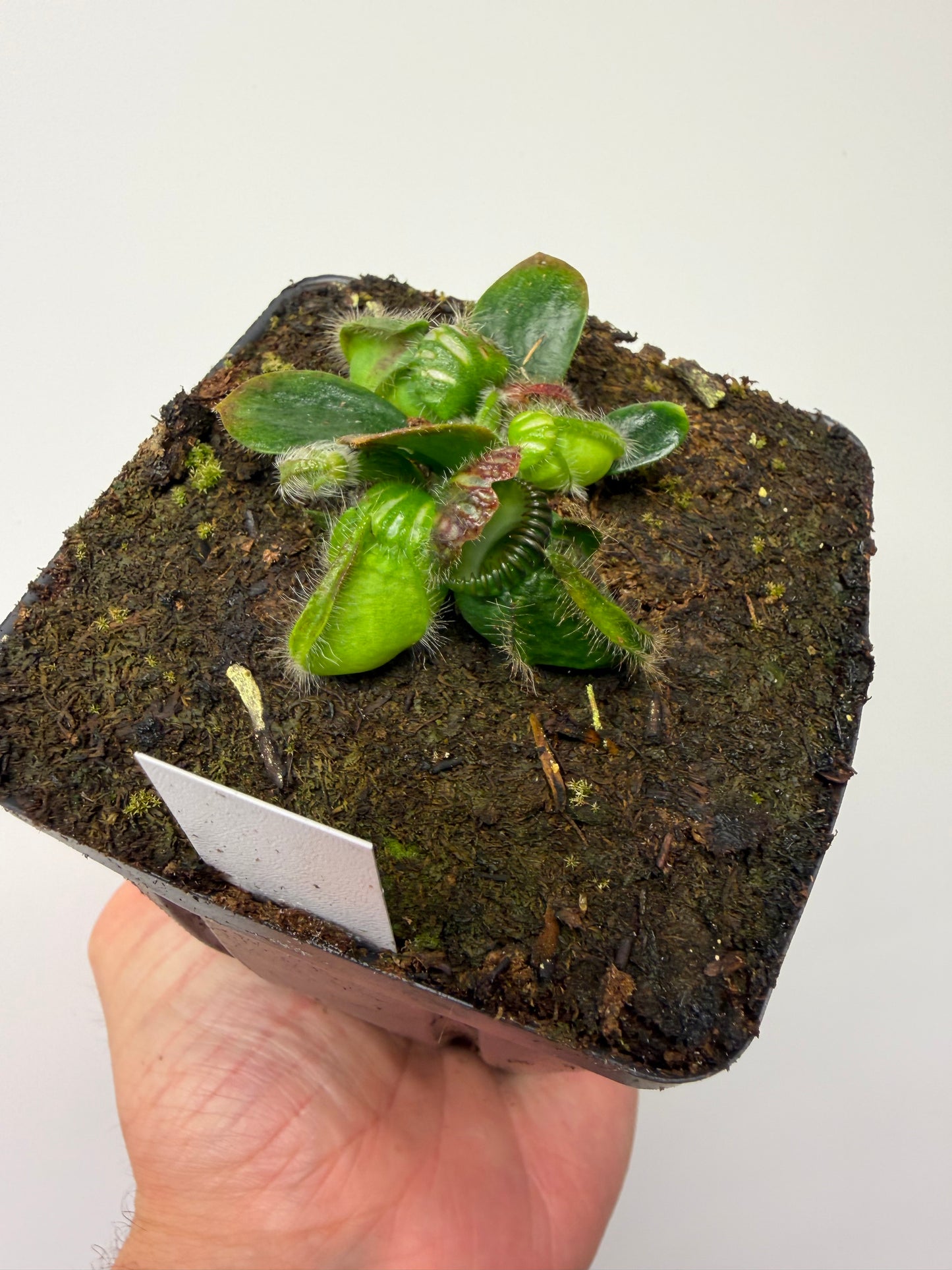 Cephalotus follicularis “Emu Pointe”