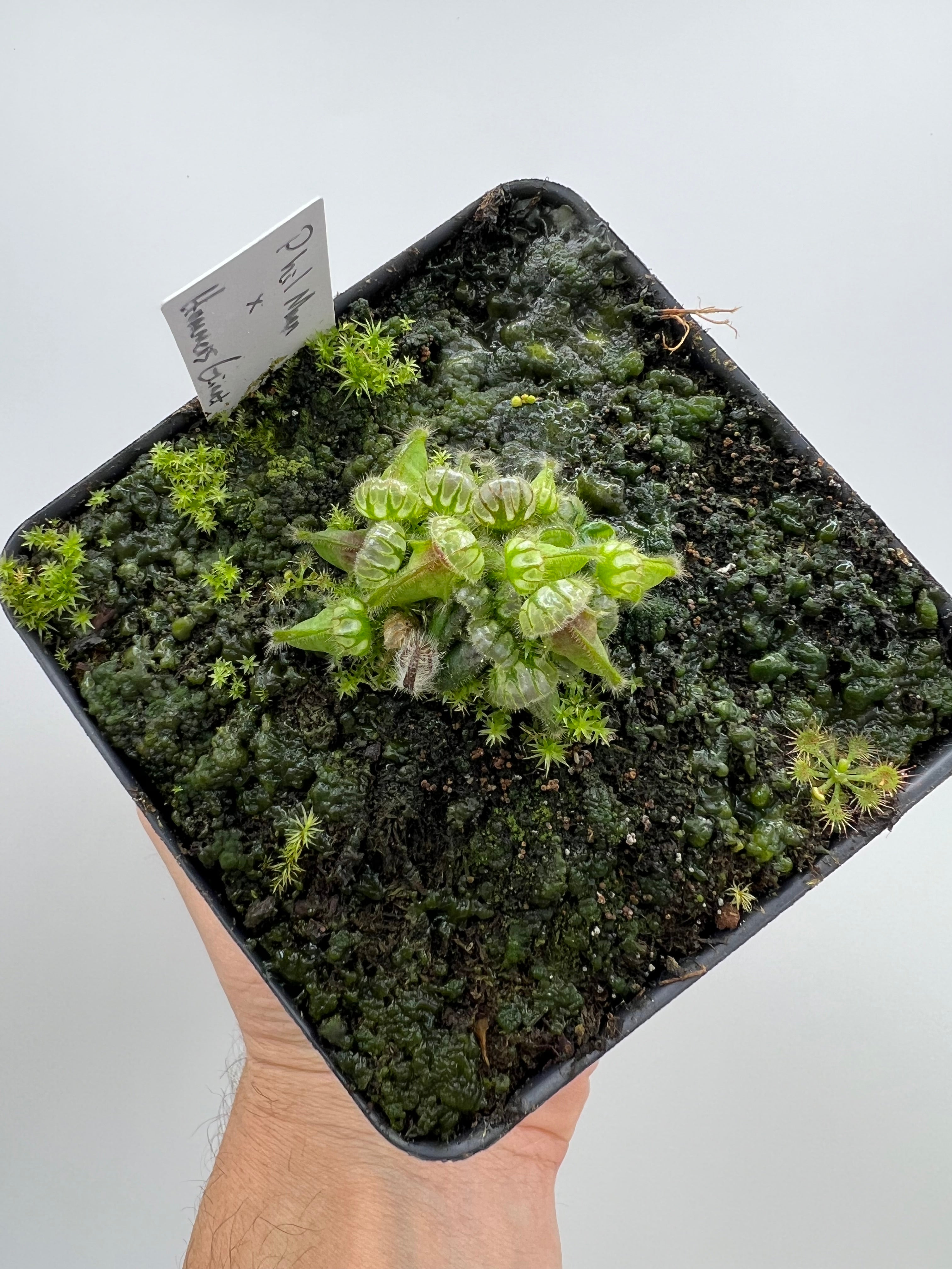 Cephalotus follicularis “Phil Mann” x “Hummers Giant” – Little