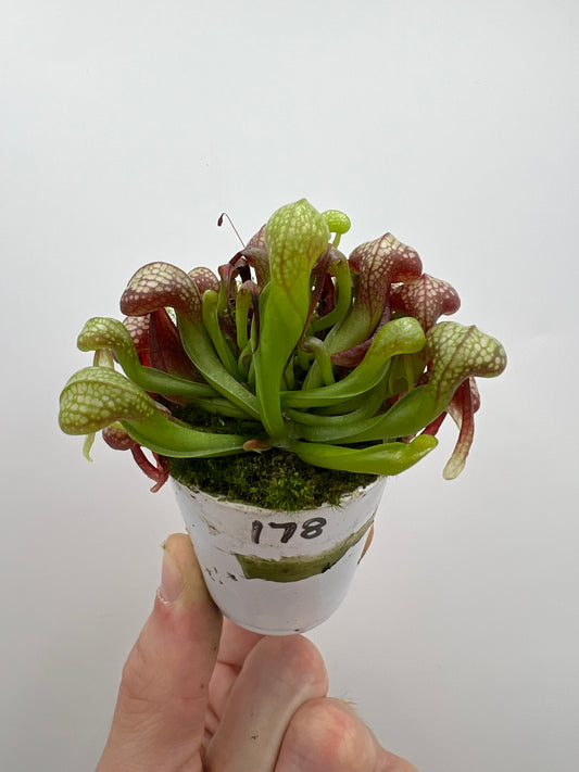 Darlingtonia californica (Cobra Pitcher Plant) - Seed Grown #178