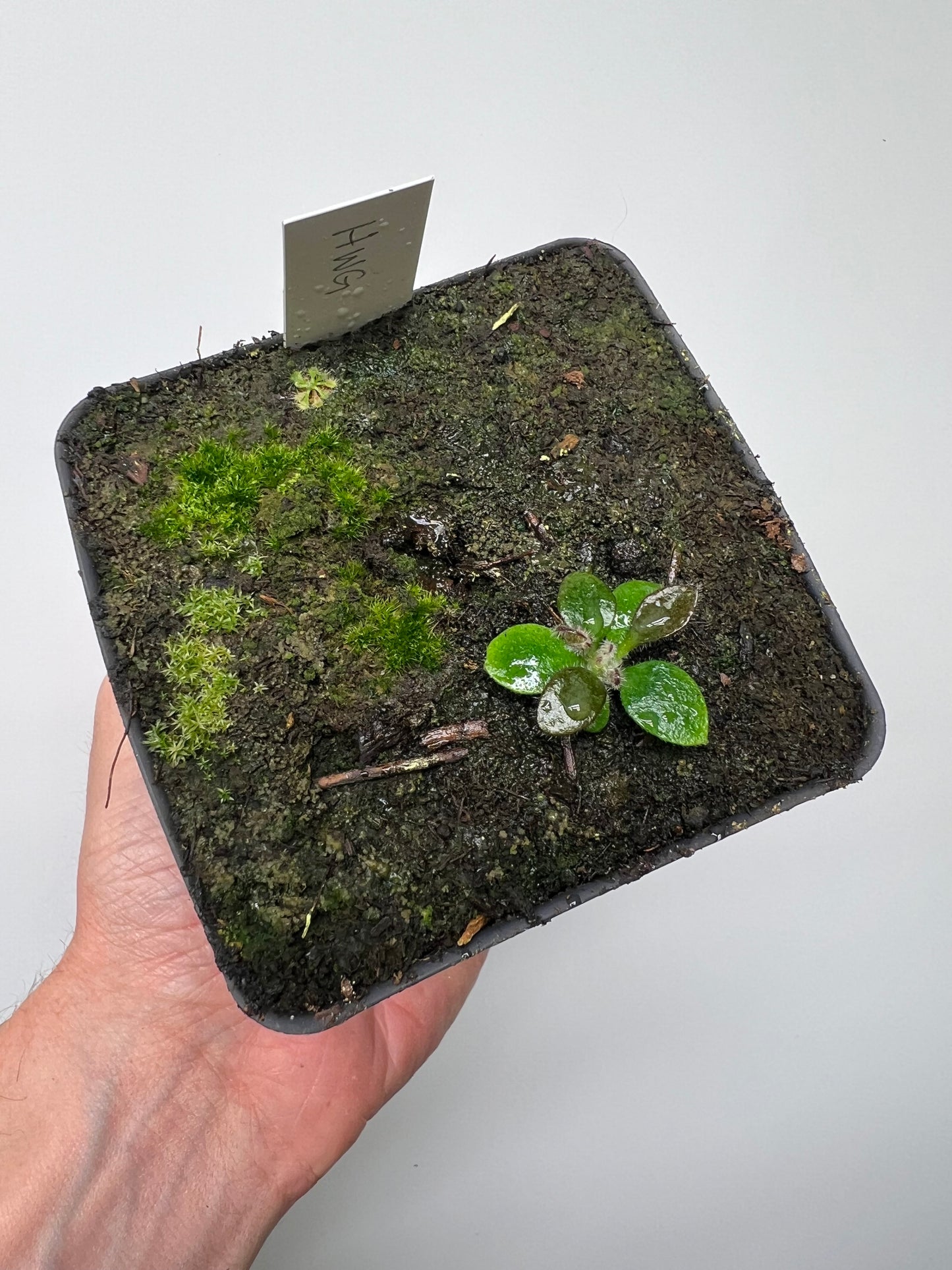 Cephalotus follicularis “Harald Weiner Giant” (aka True Giant) - *Rare*