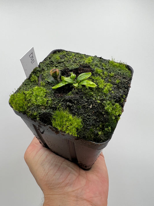 Cephalotus follicularis “David Švarc Black”