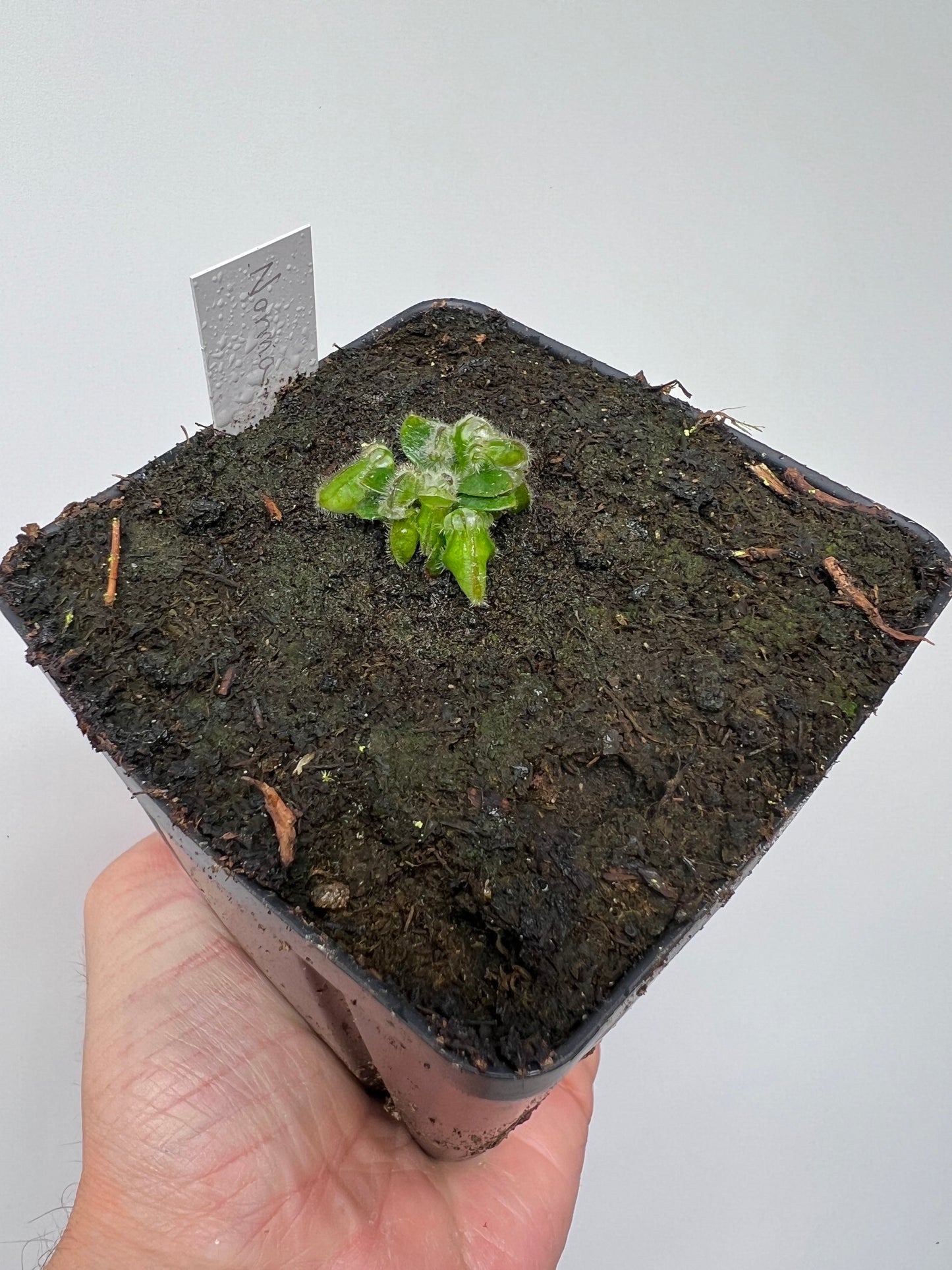 Cephalotus follicularis “Norma”