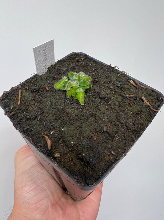 Cephalotus follicularis “Norma”