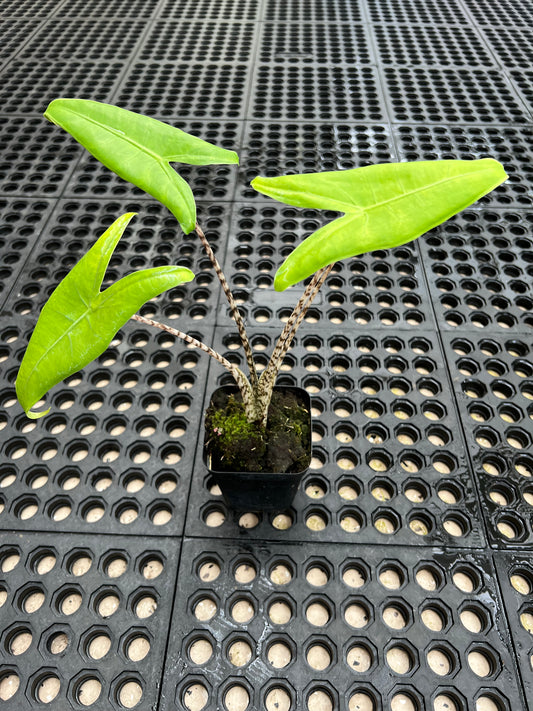 Alocasia ‘Zebrina’