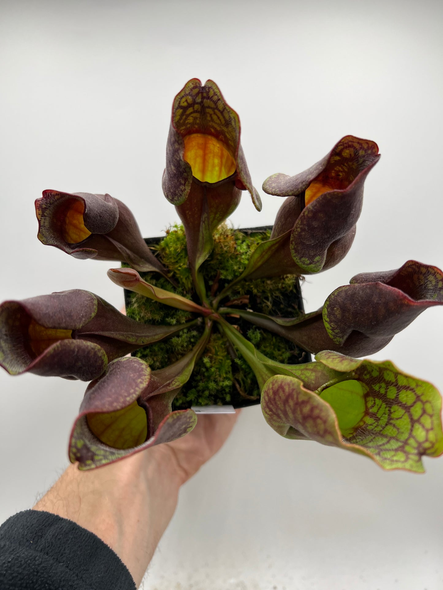 Sarracenia purpurea ssp. purpurea (Centre Co, PA) - Seed Grown #99