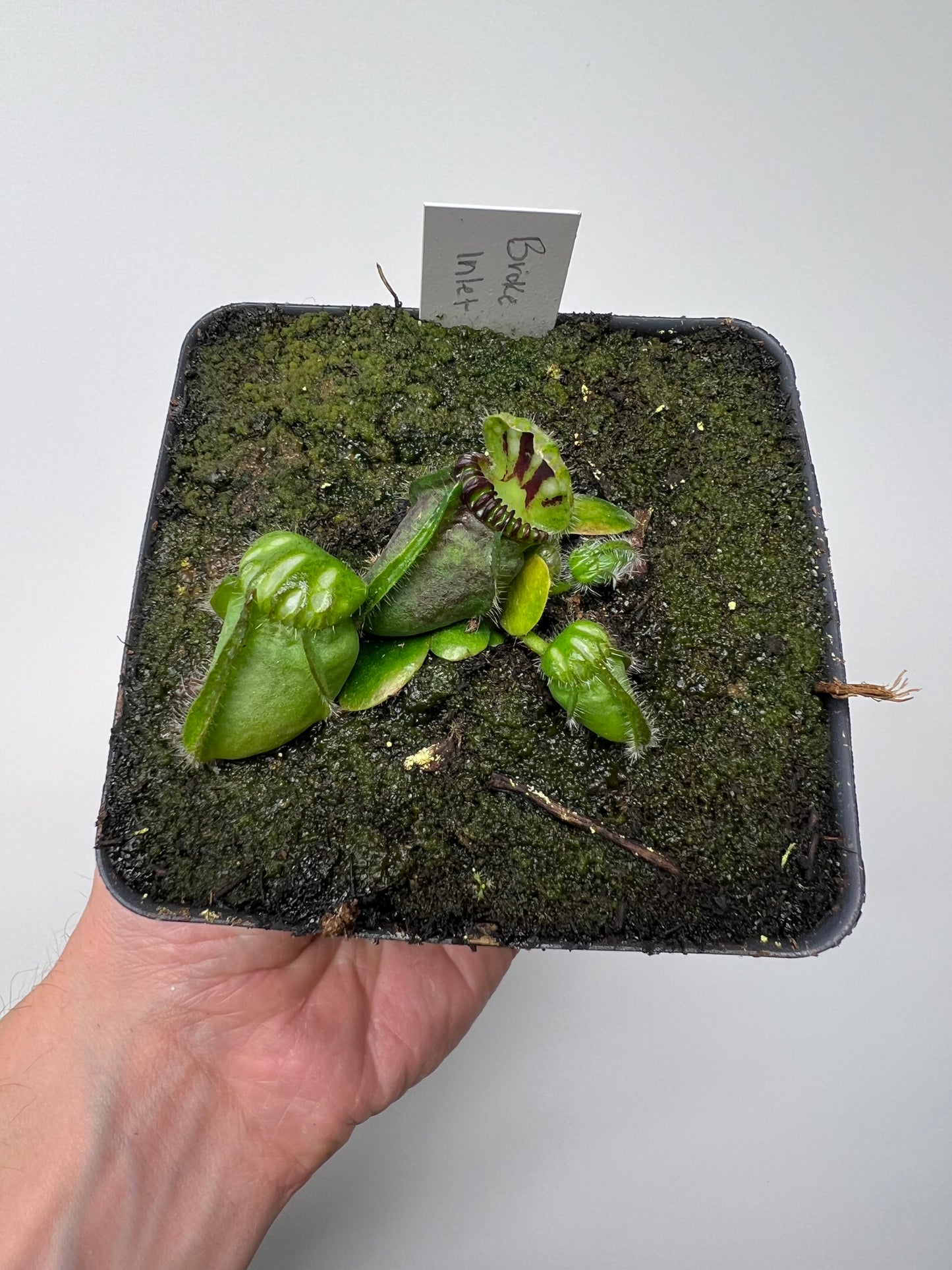 Cephalotus follicularis “Broke Inlet” (4)