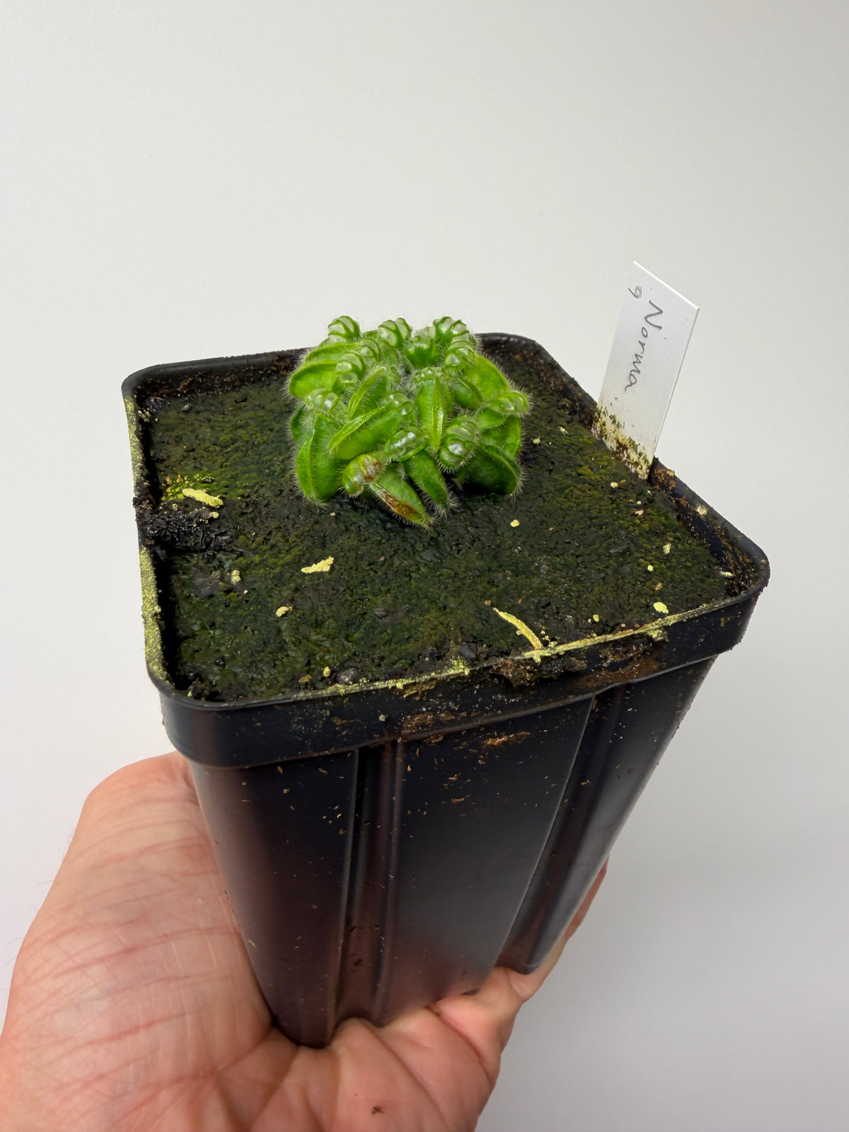 Cephalotus follicularis “Norma” #9