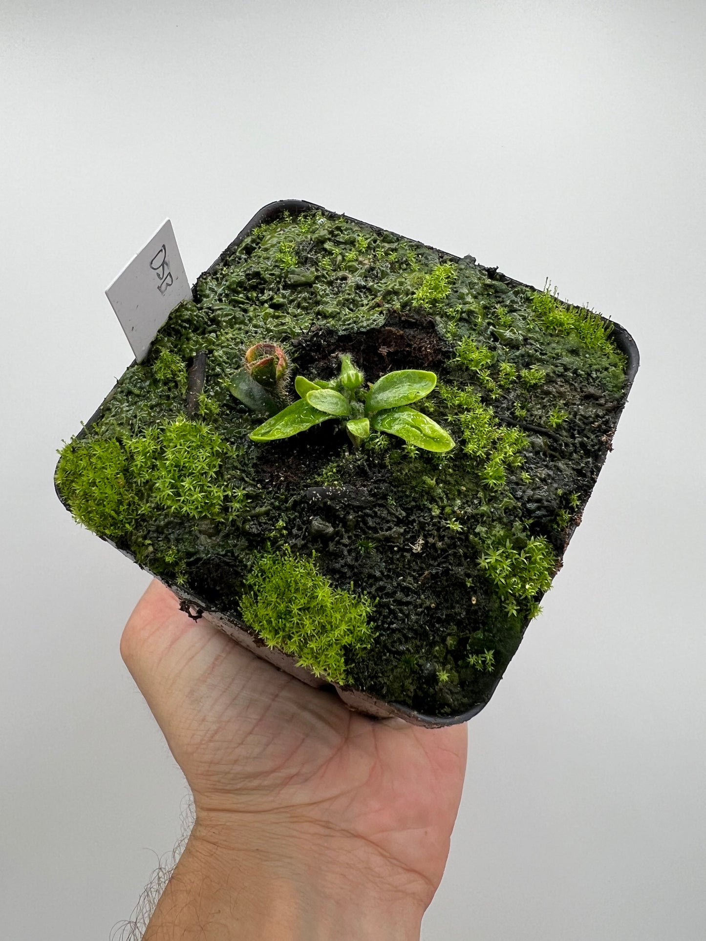 Cephalotus follicularis “David Švarc Black”