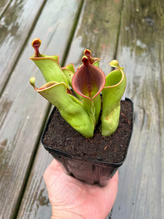 Heliamphora heterodoxa x minor - Potted Division