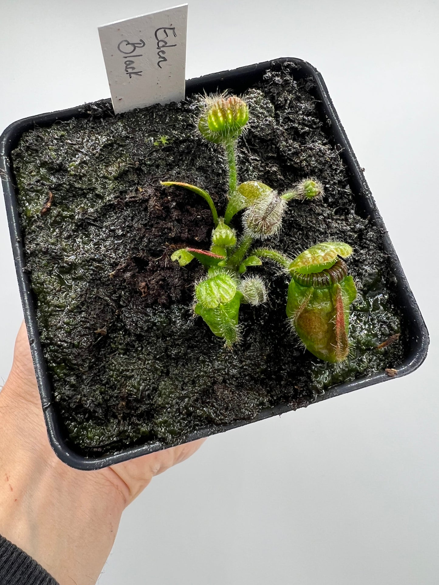 Cephalotus follicularis ‘Eden Black’ - *Rare* - [Large Division]