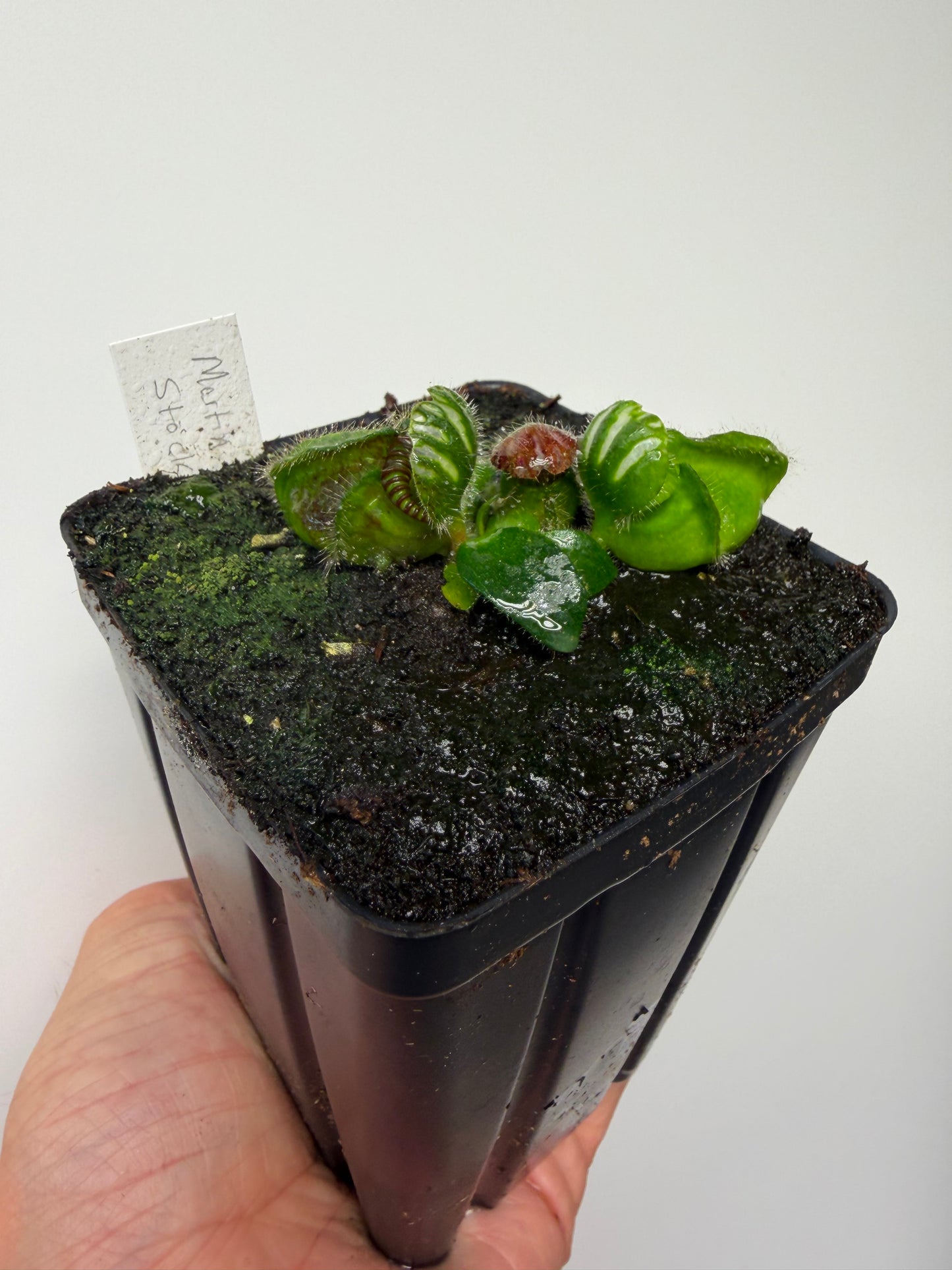 Cephalotus follicularis “Martin Stöckl”