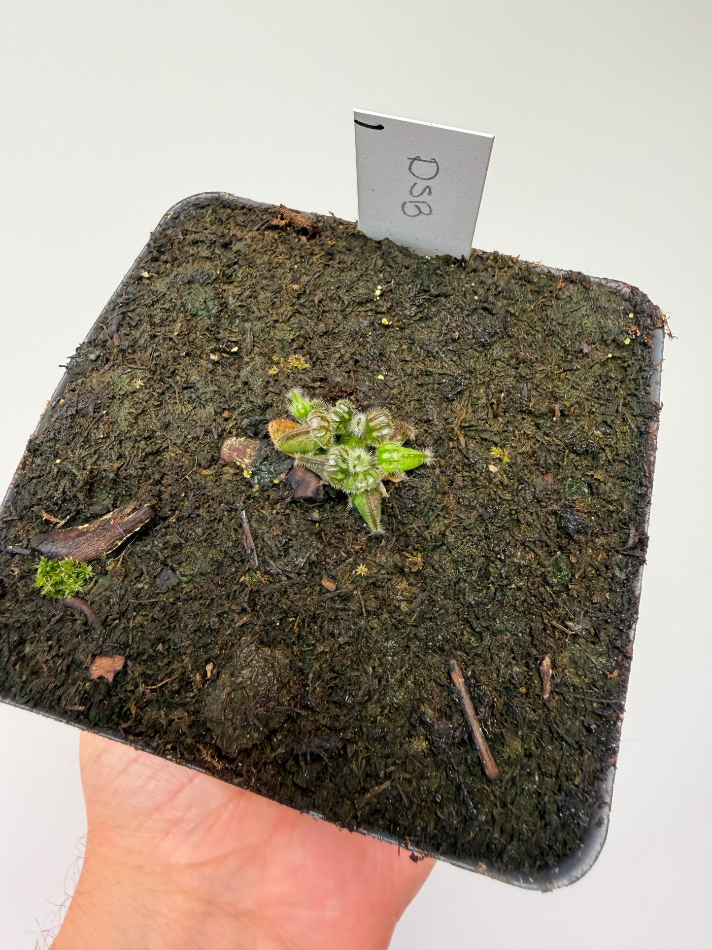Cephalotus follicularis “David Švarc Black” - *Rare* (1)