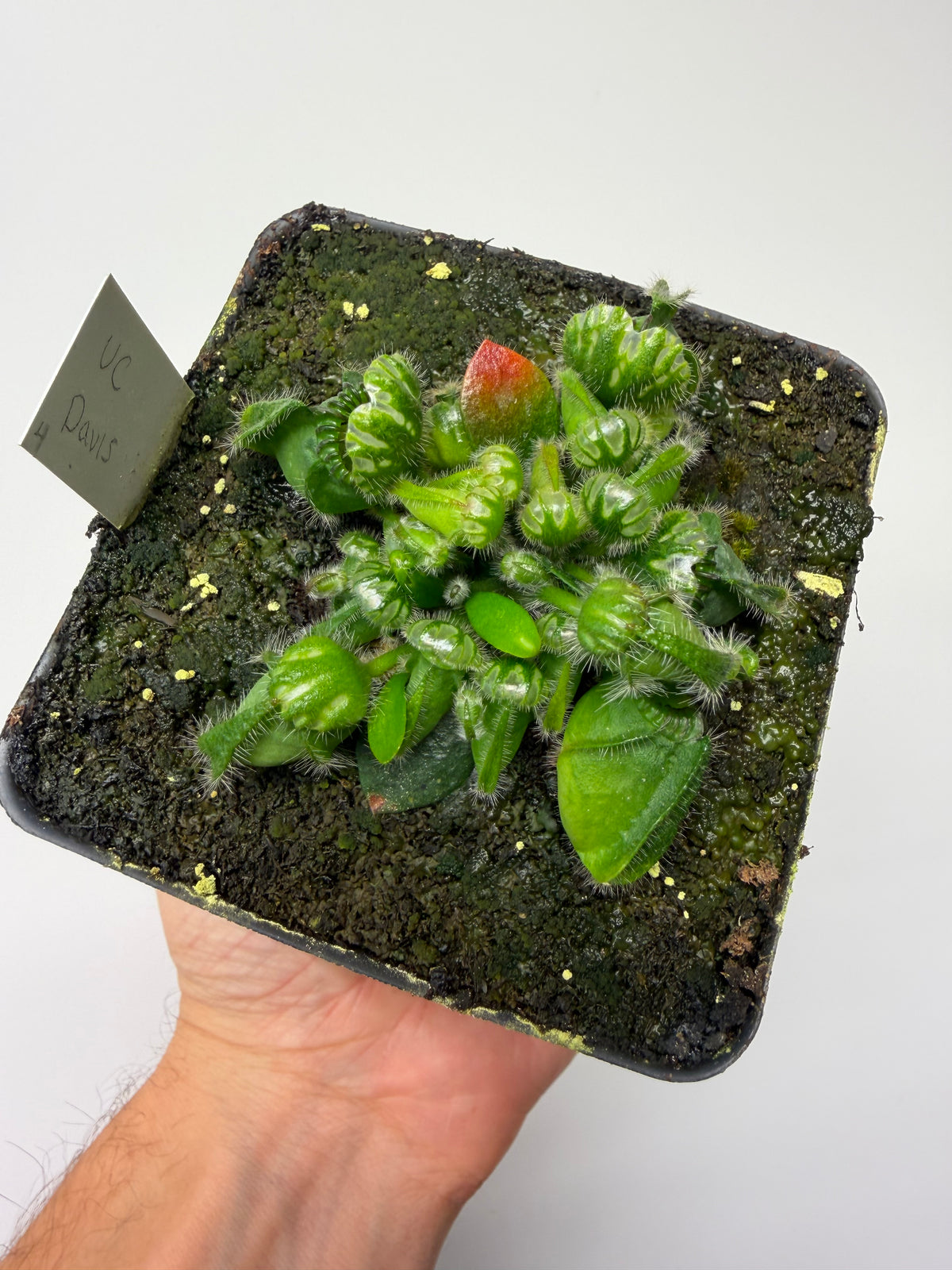 Cephalotus follicularis “UC Davis” #4
