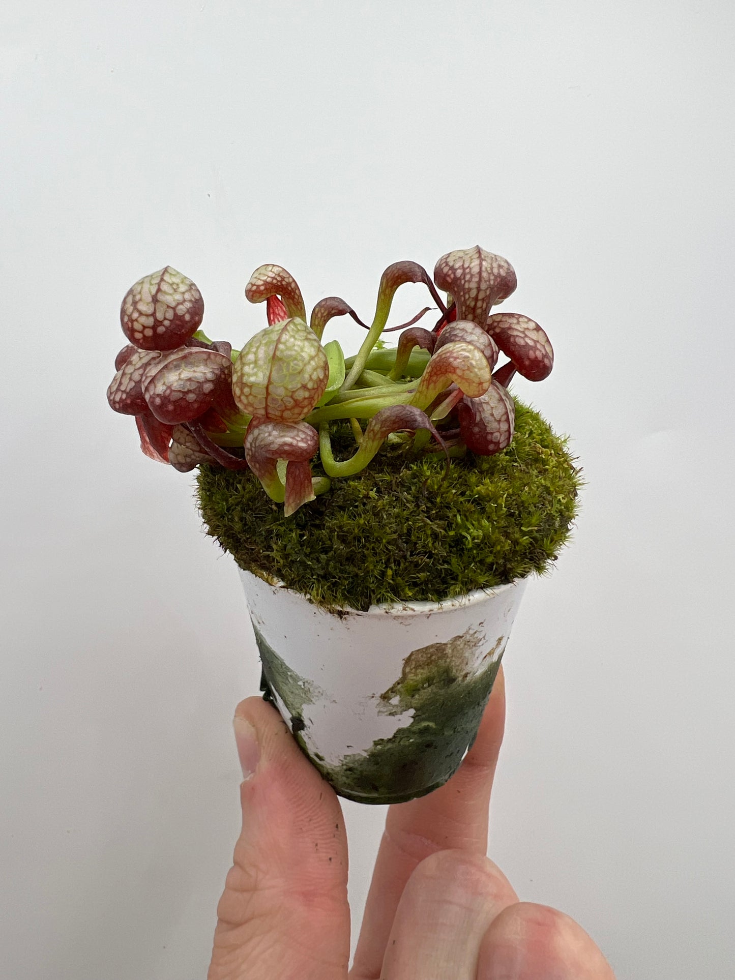 Darlingtonia californica (Cobra Pitcher Plant) - Seed Grown #168