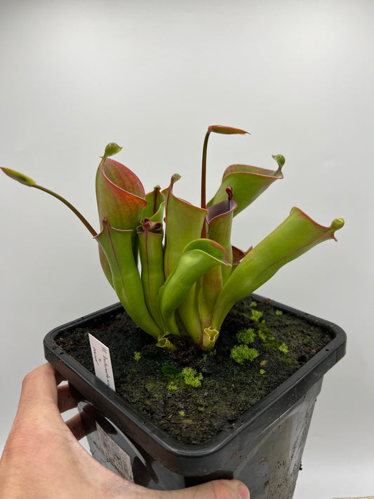 Heliamphora heterodoxa x minor - Potted Division - 1 Gallon Pot