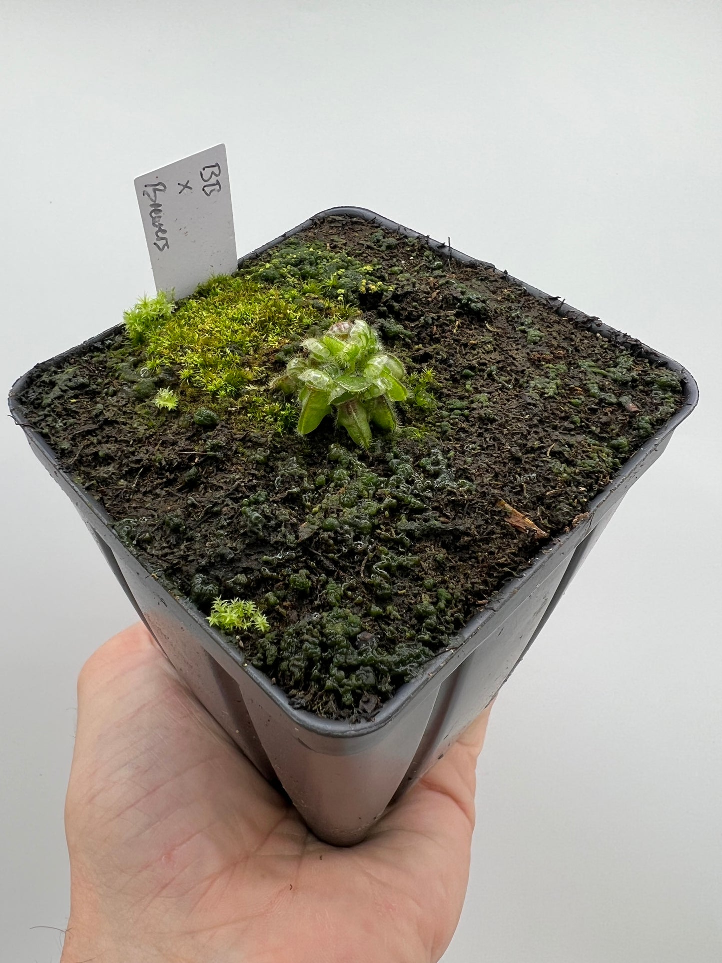 Cephalotus follicularis “Brewers Beauty” x “Brewers”