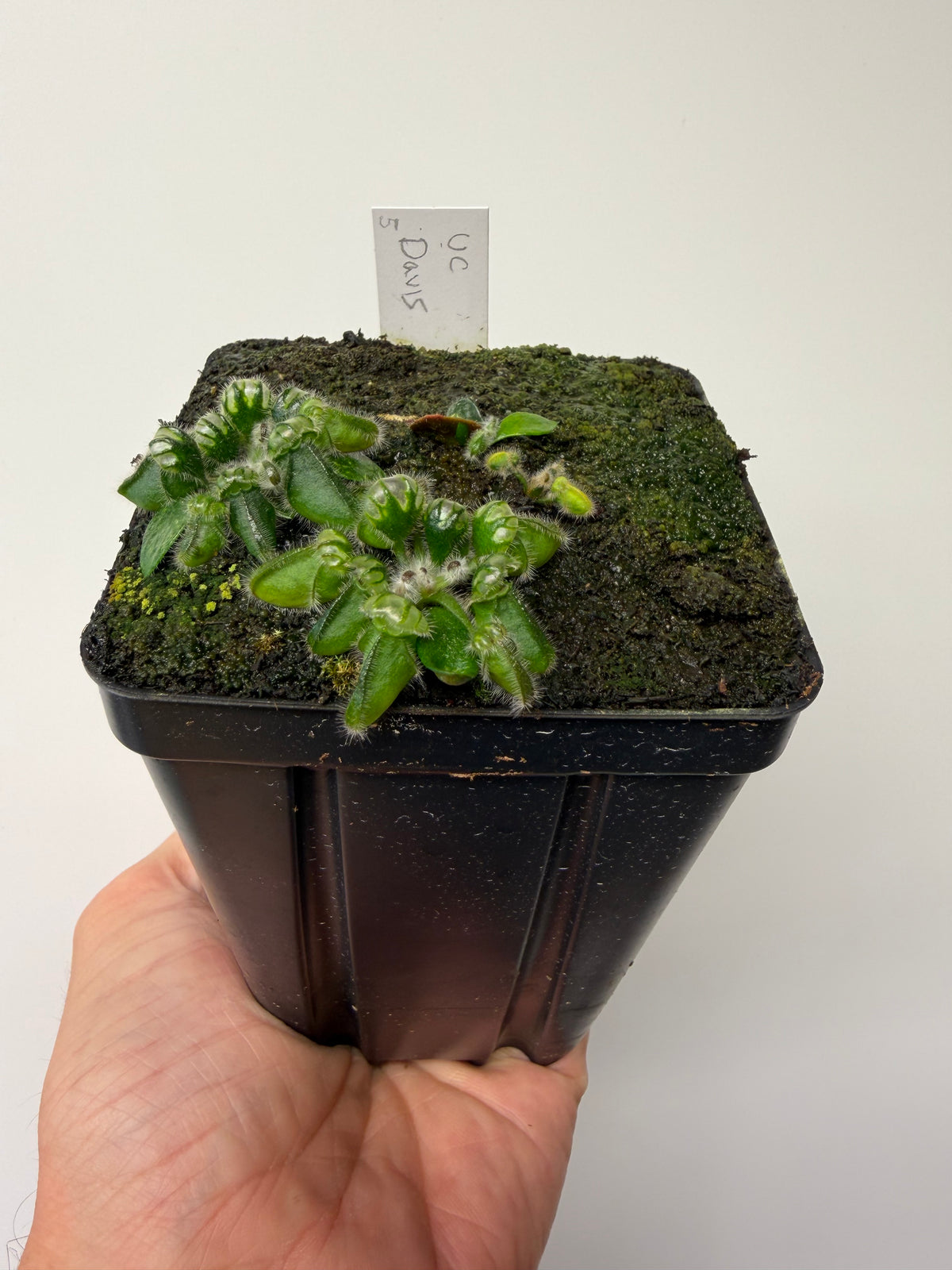 Cephalotus follicularis “UC Davis” #5