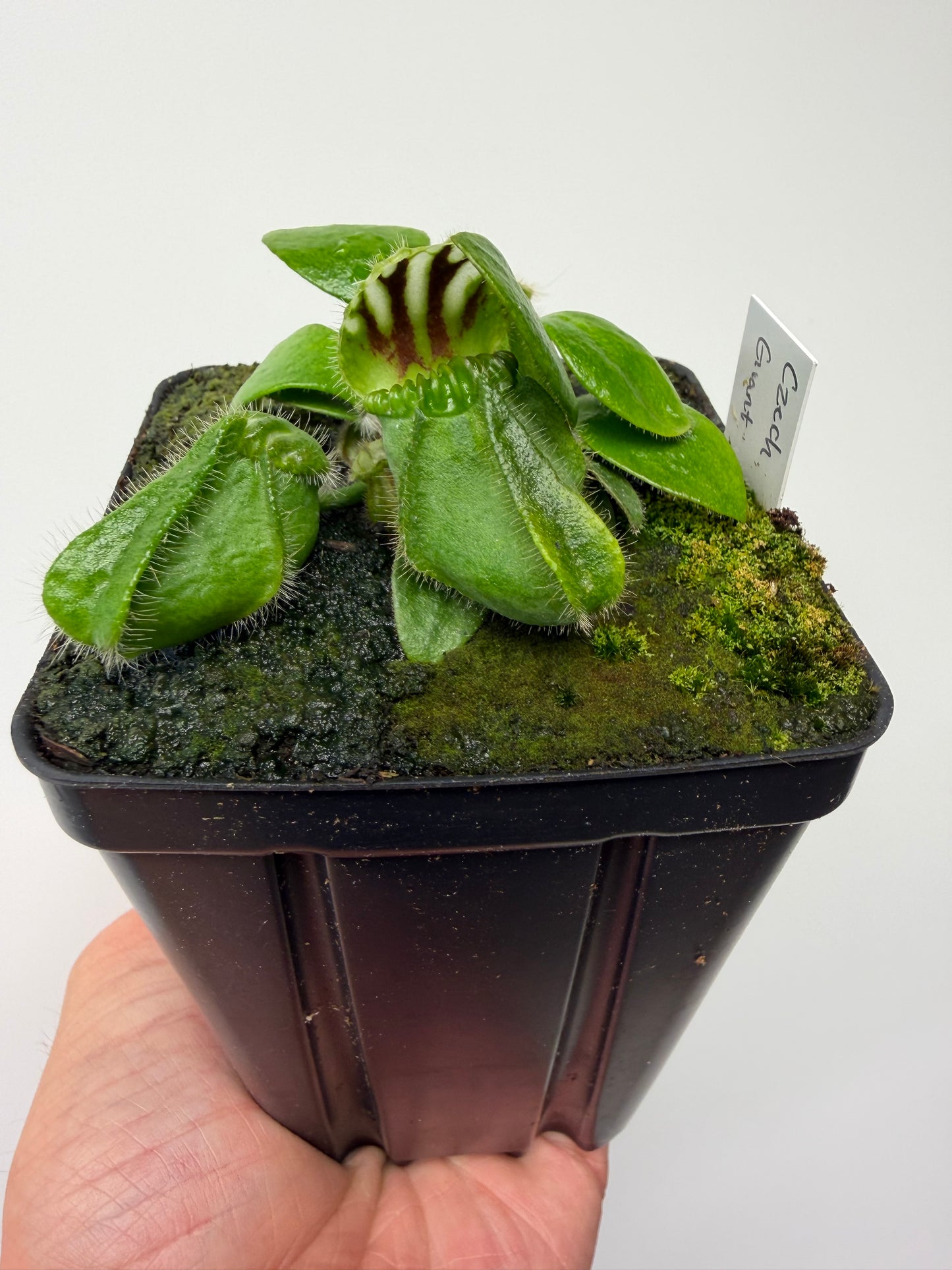 Cephalotus follicularis “Czech Giant”