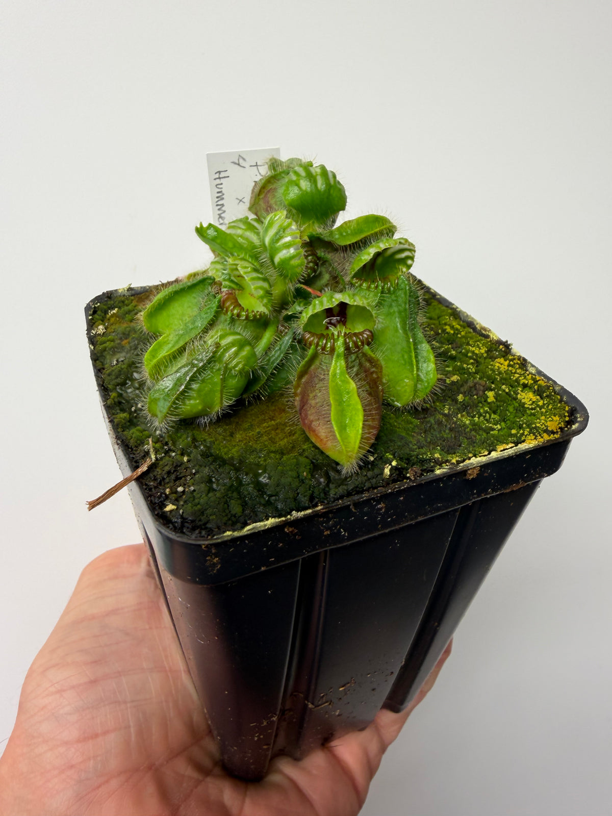 Cephalotus follicularis “Phil Mann” x “Hummers Giant” #4