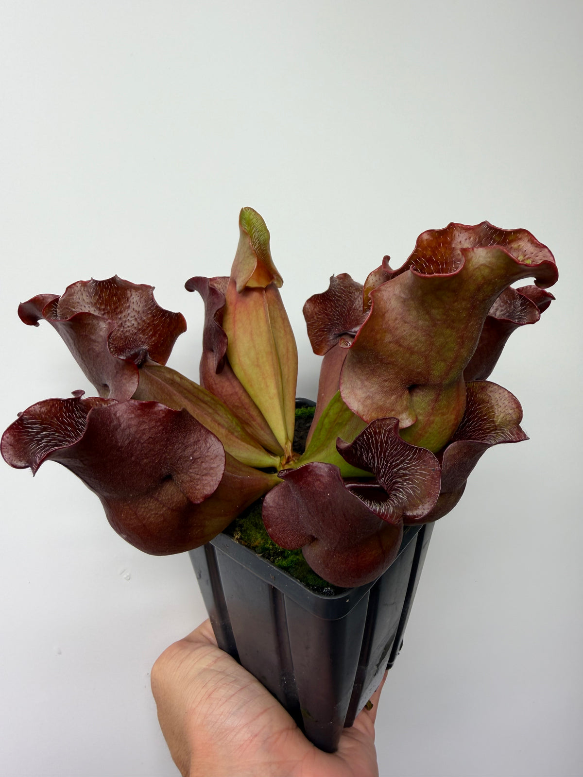 Sarracenia purpurea ssp. venosa (Brunswick Co, NC x Carteret Co, NC)  - Seed Grown #5
