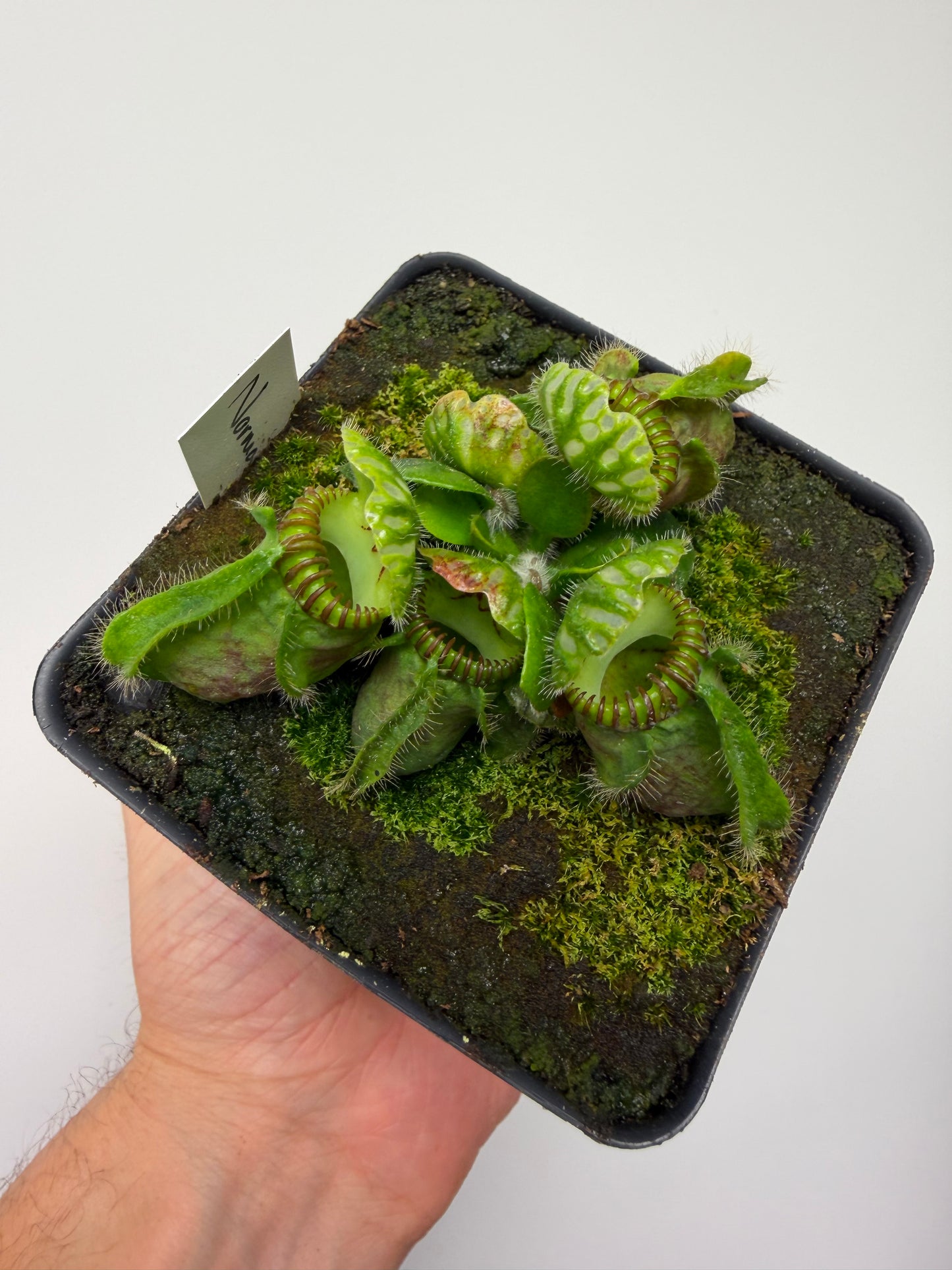 Cephalotus follicularis “Norma”