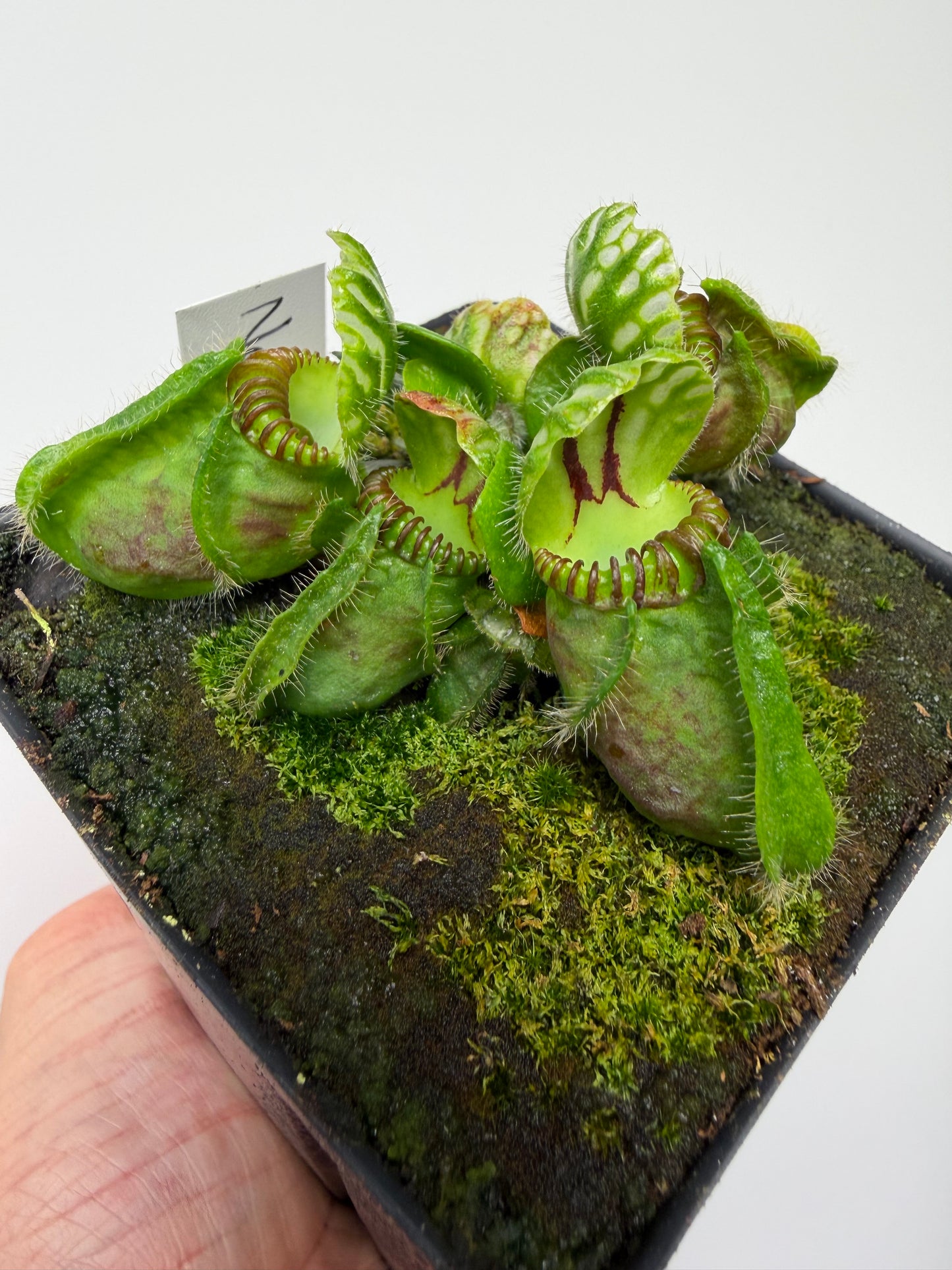 Cephalotus follicularis “Norma”