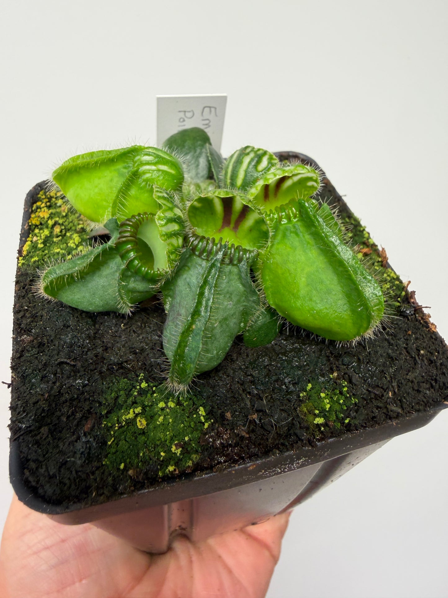Cephalotus follicularis “Emu Pointe”